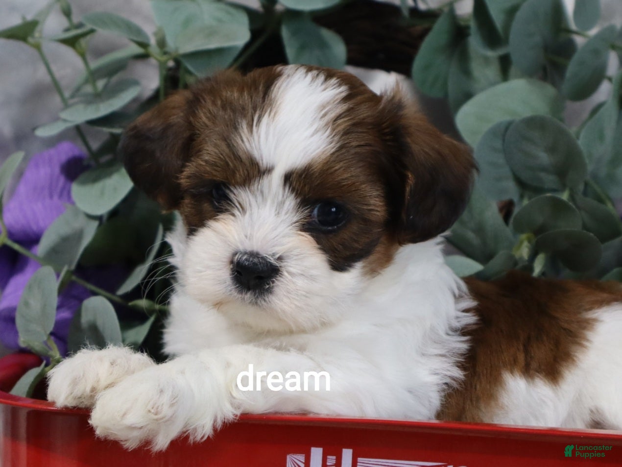 Mixed Breed dogs Loveda - Ad 2