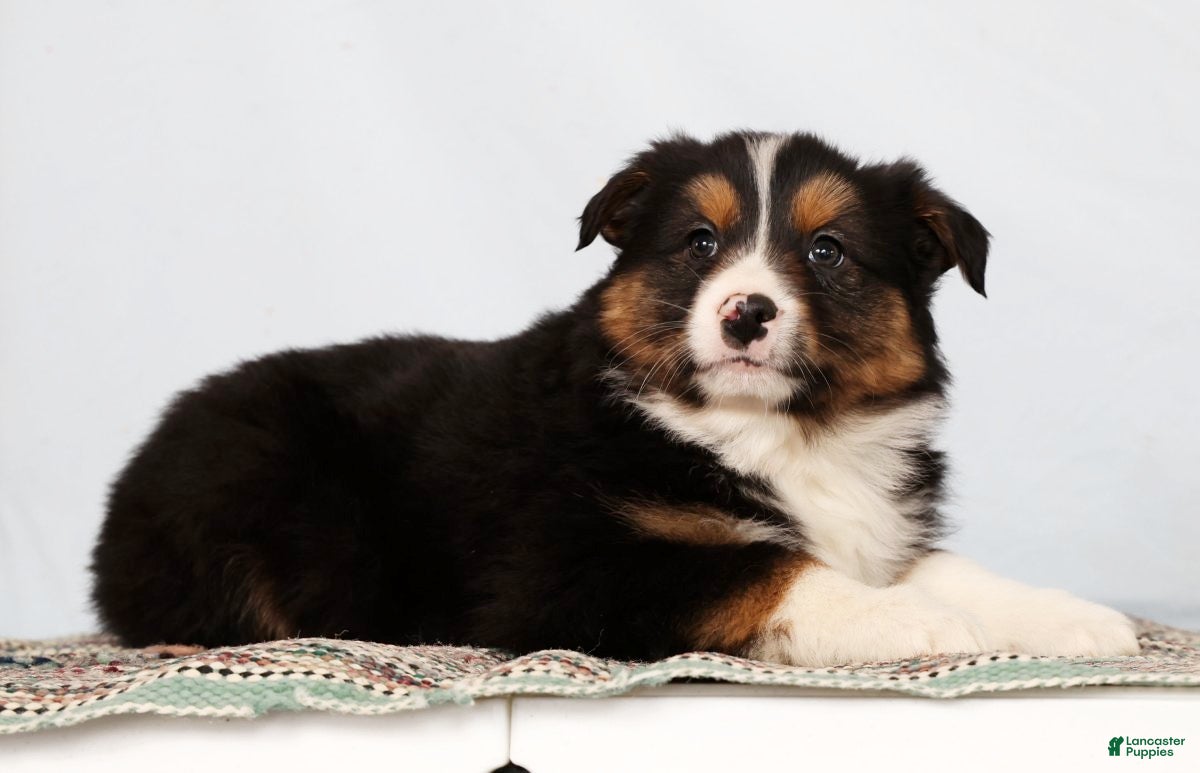 Australian Shepherd dogs Jared - Ad 2