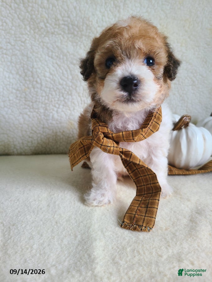 Lhasapoo dogs Chase - Ad 1