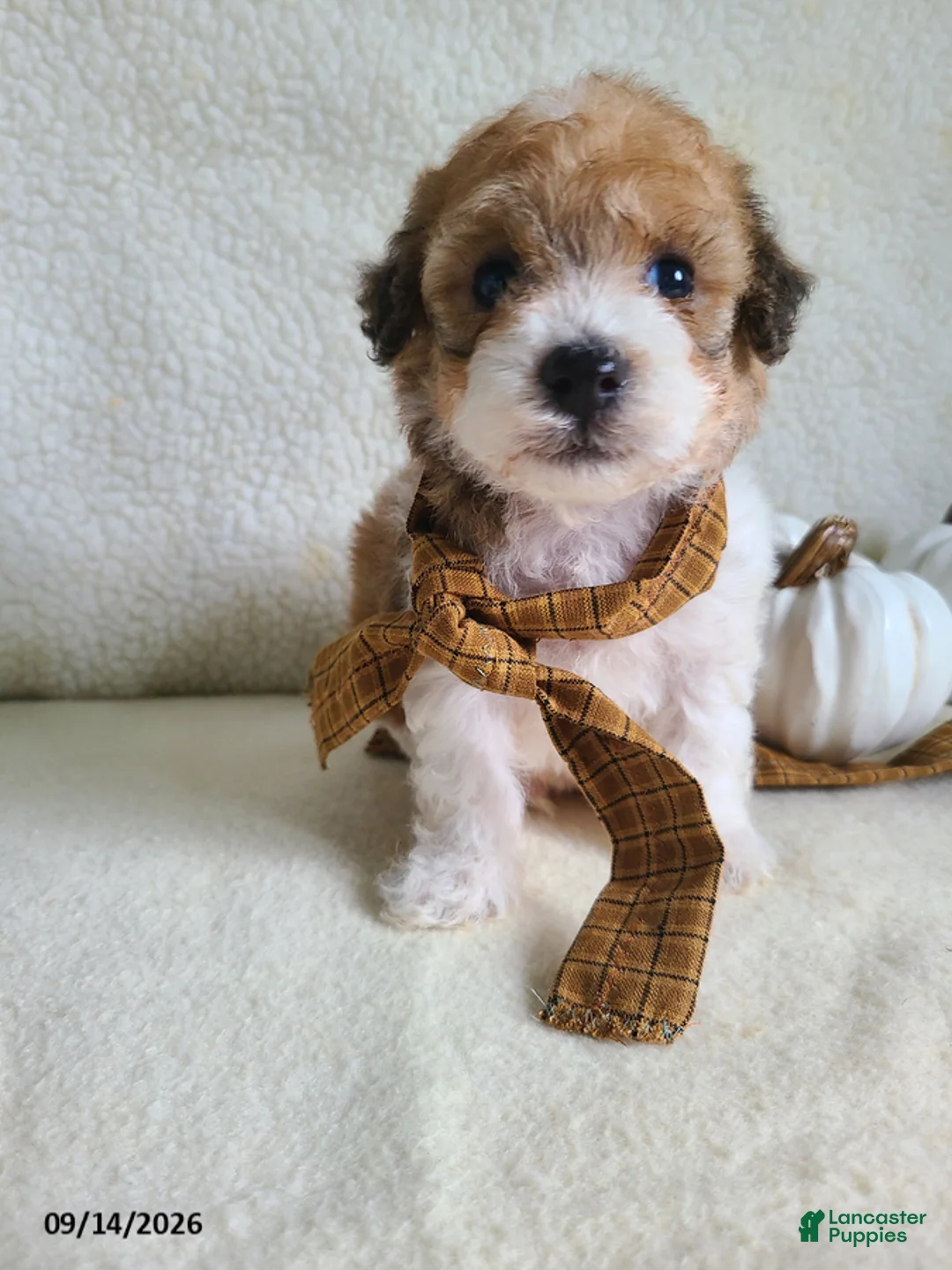 Lhasapoo dogs for sale: Chase - Ad 1