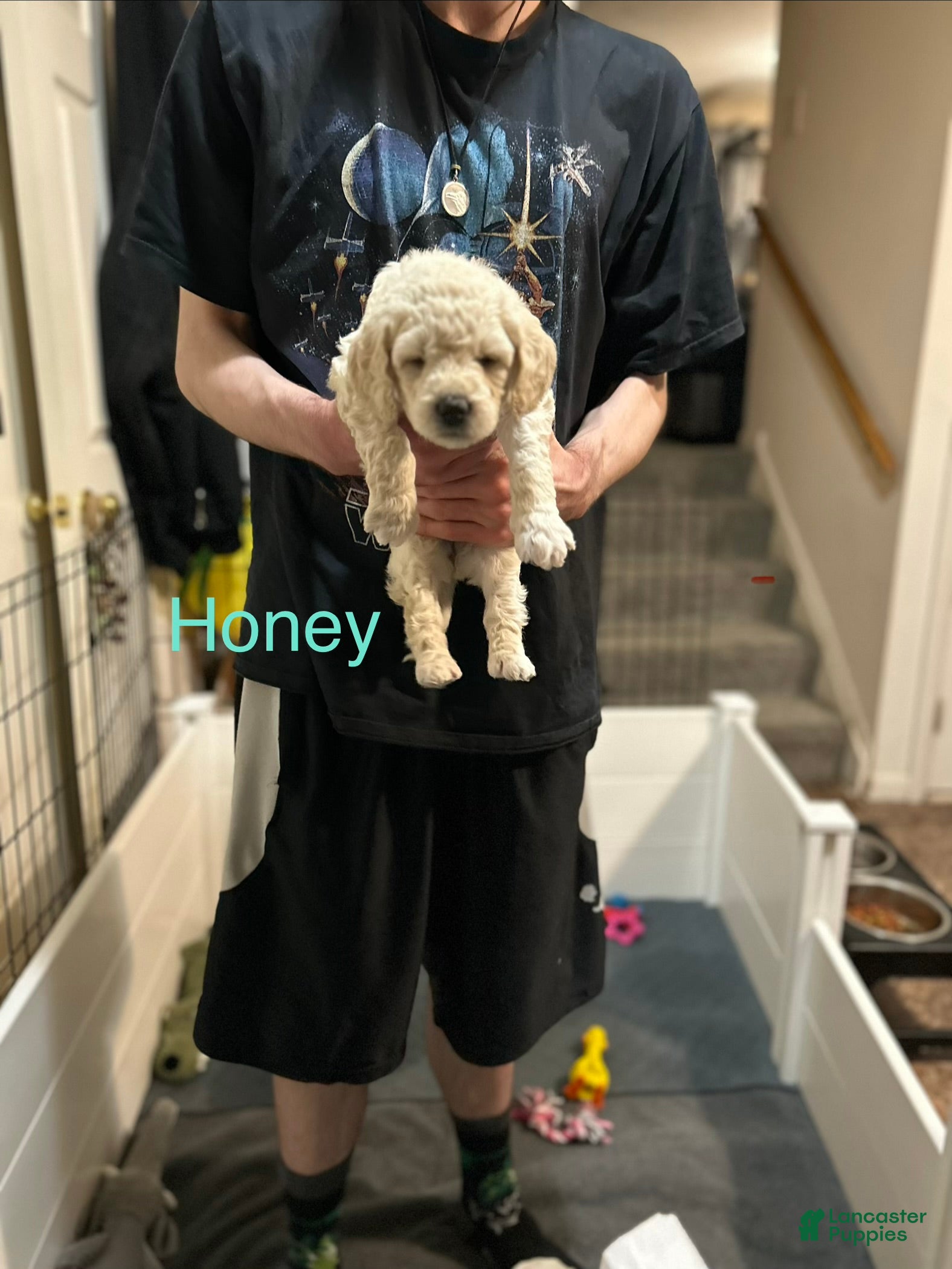 Goldendoodle dogs Honey- Yellow Female Goldendoodle  - Ad 30