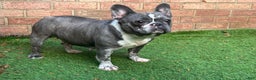 French Bulldog dogs for sale: Saint - Ad 2