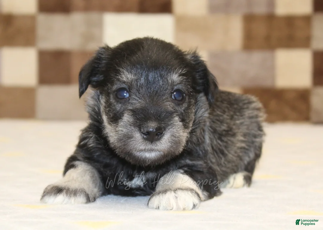 Miniature Schnauzer dogs for sale: Miniature Schnauzer Puppy 4 - Ad 2
