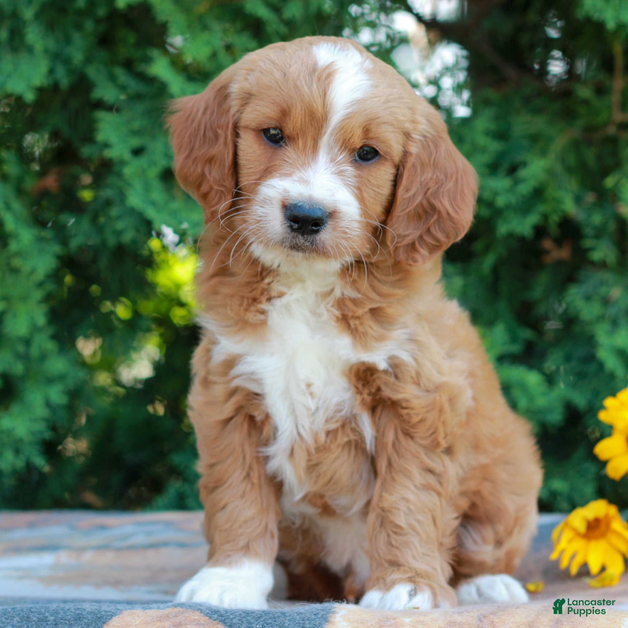 Goldendoodle dogs Tyler  - Ad 1