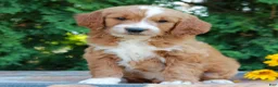 Goldendoodle dogs for sale: Tyler  - Ad 1