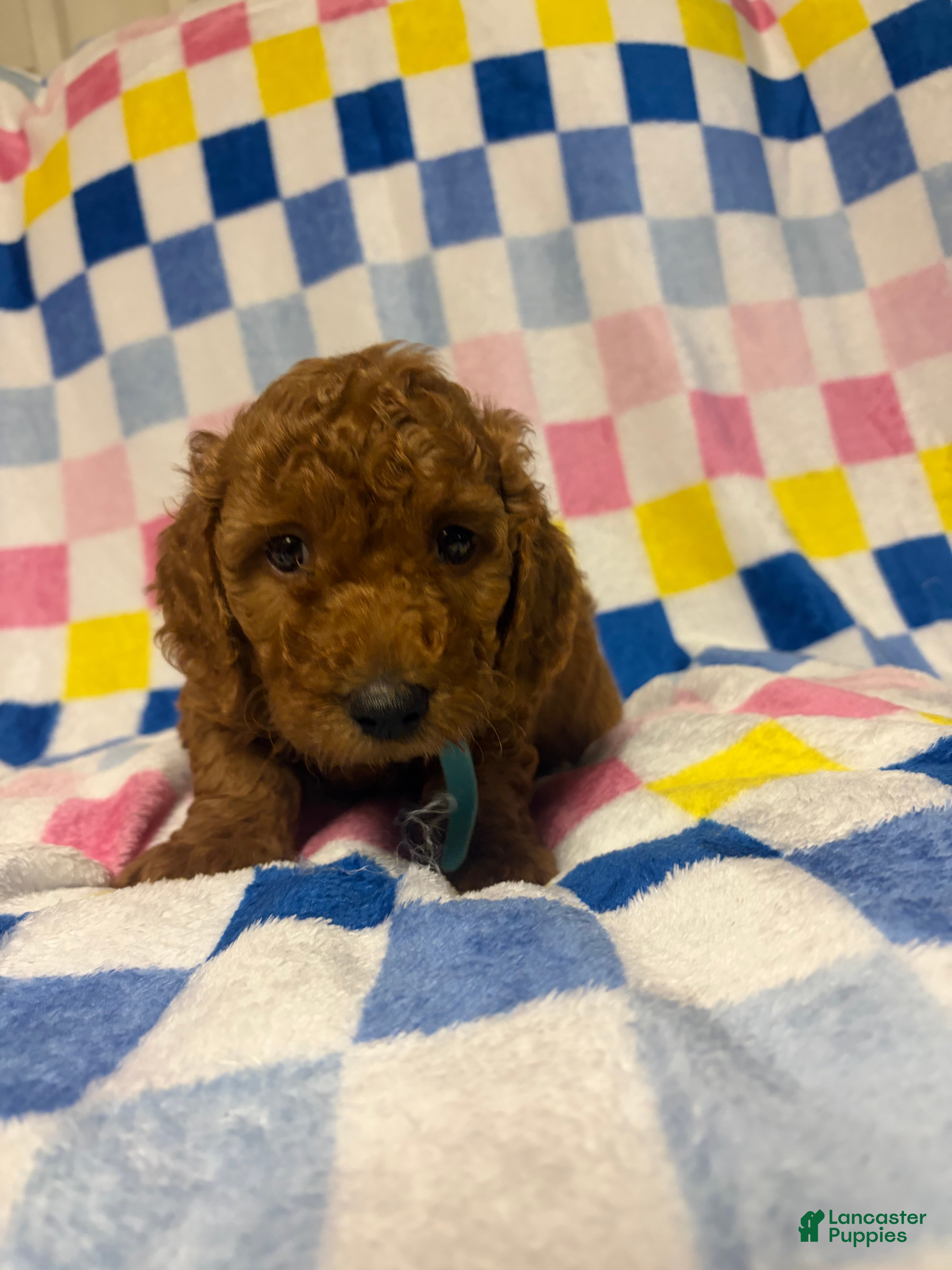 Mini Goldendoodle dogs Jeff - Ad 2