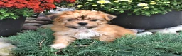 Shorkie dogs for sale: Bella   - Ad 2