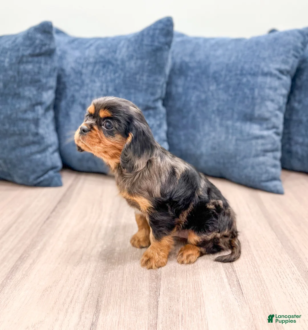 Cavalier King Charles Spaniel dogs for sale: Theo - Ad 4