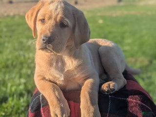 Labrador Retriever dogs Labrador Retriever Puppy 2 - Ad 7