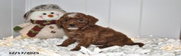 Cavapoo dogs for sale: Callie - Ad 3