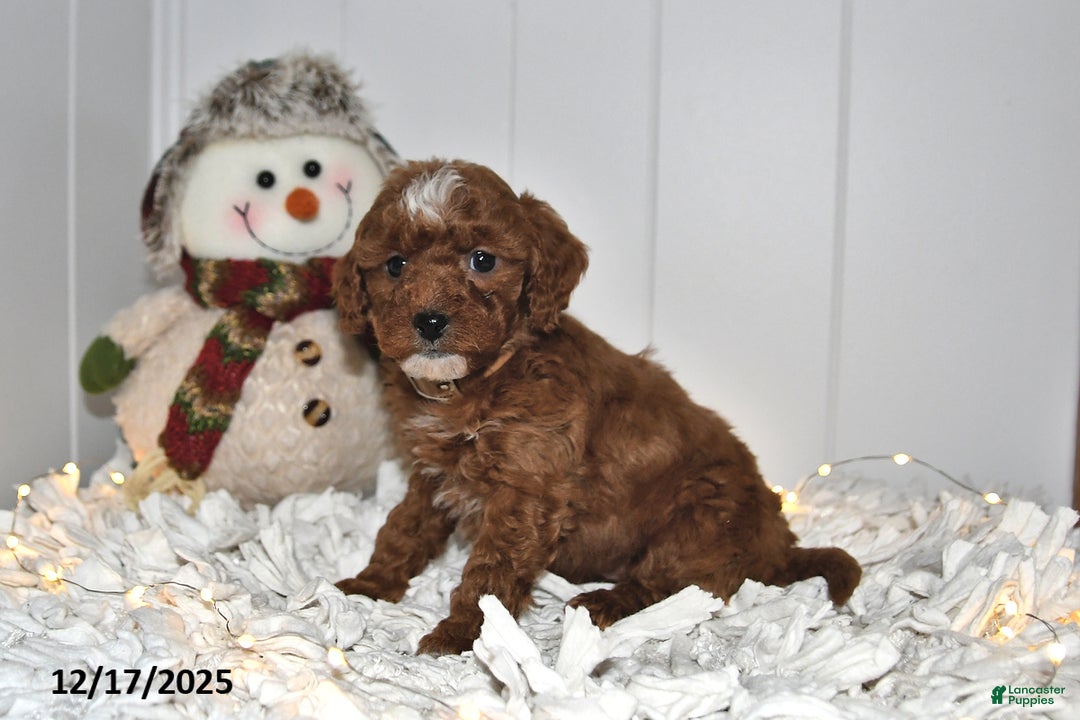 Cavapoo dogs for sale: Callie - Ad 3
