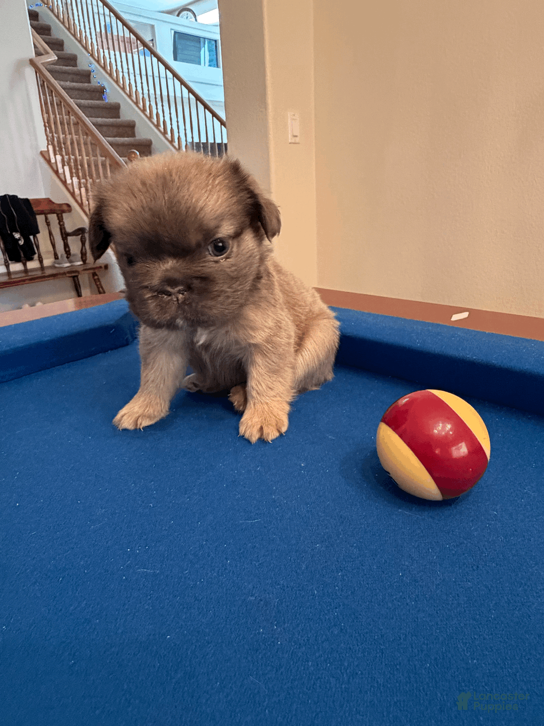 French Bulldog dogs for sale: French Bulldog Puppy 4 - Ad 3