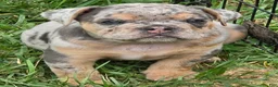 English Bulldog dogs for sale: Tinsel the lilac merle  - Ad 16