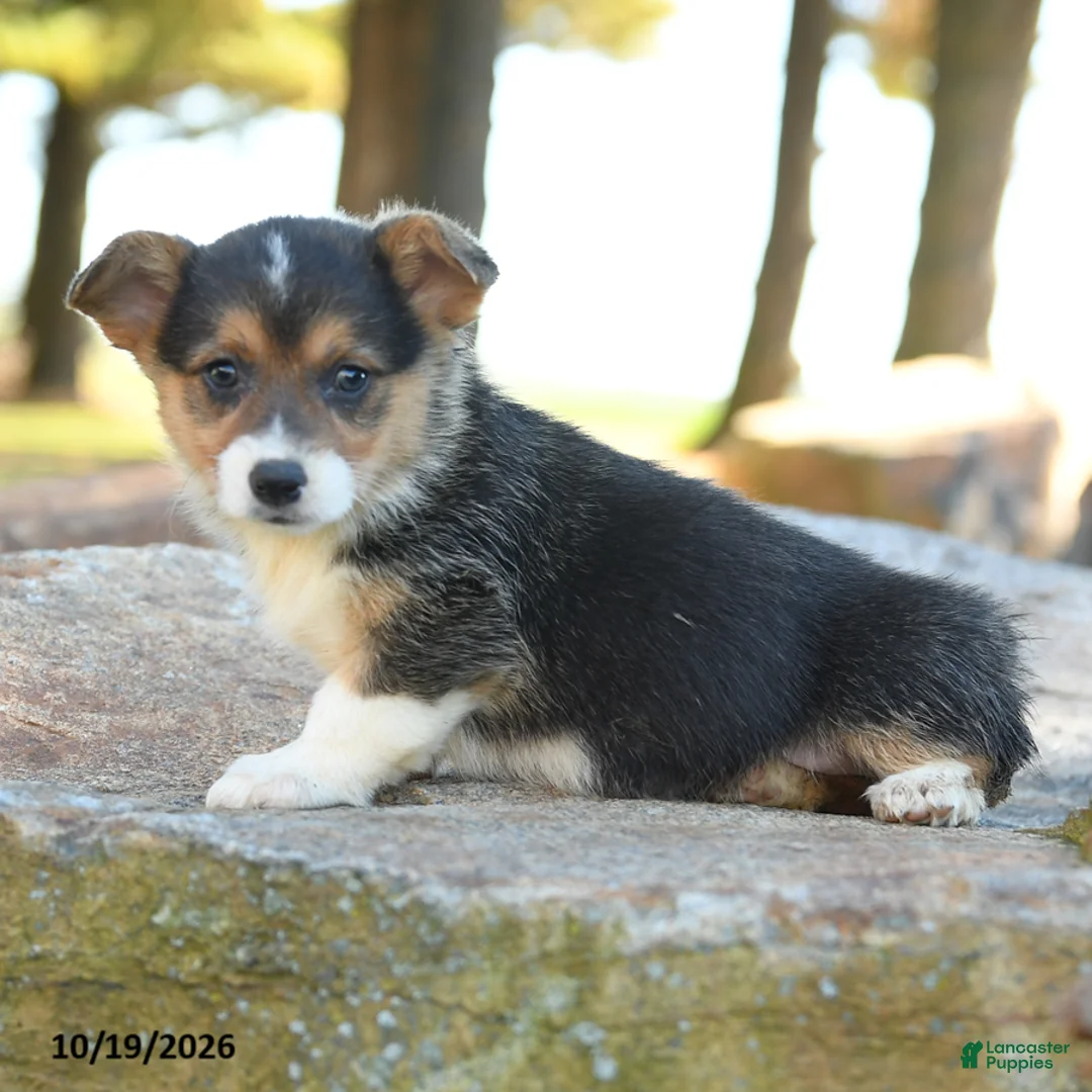 Welsh Corgi Pembroke dogs for sale: Hadley - Ad 2