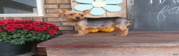 Morkie dogs for sale: Cookie - Ad 7