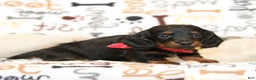 Miniature Dachshund dogs for sale: Indigo - Ad 3