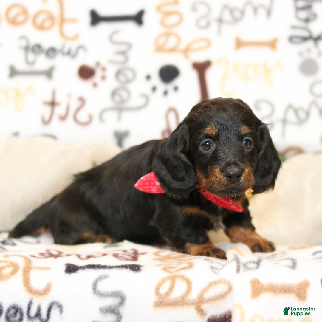 Miniature Dachshund dogs for sale: Indigo - Ad 3