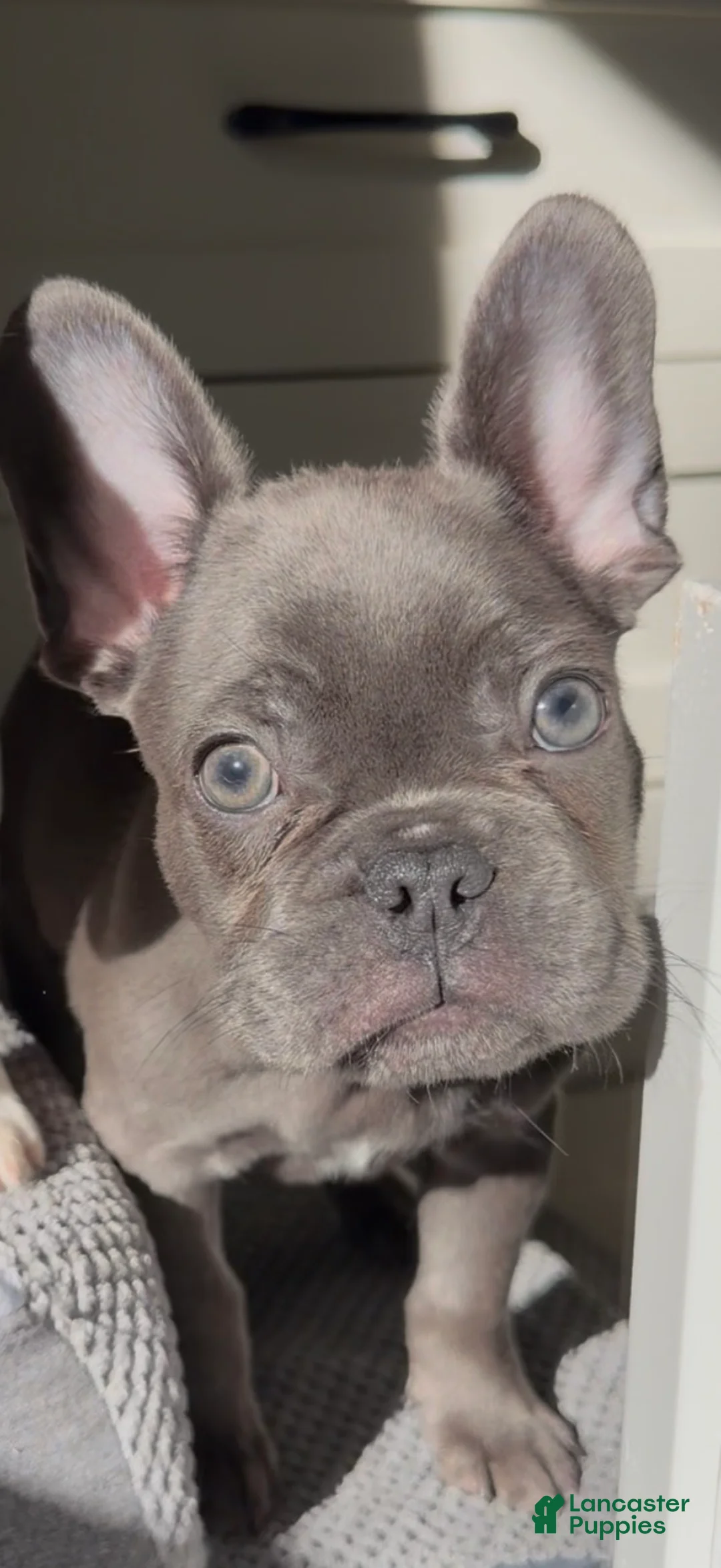 French Bulldog dogs for sale: Rexx - Ad 1