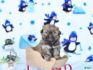 Shihpoo dogs Hazel - Ad 5