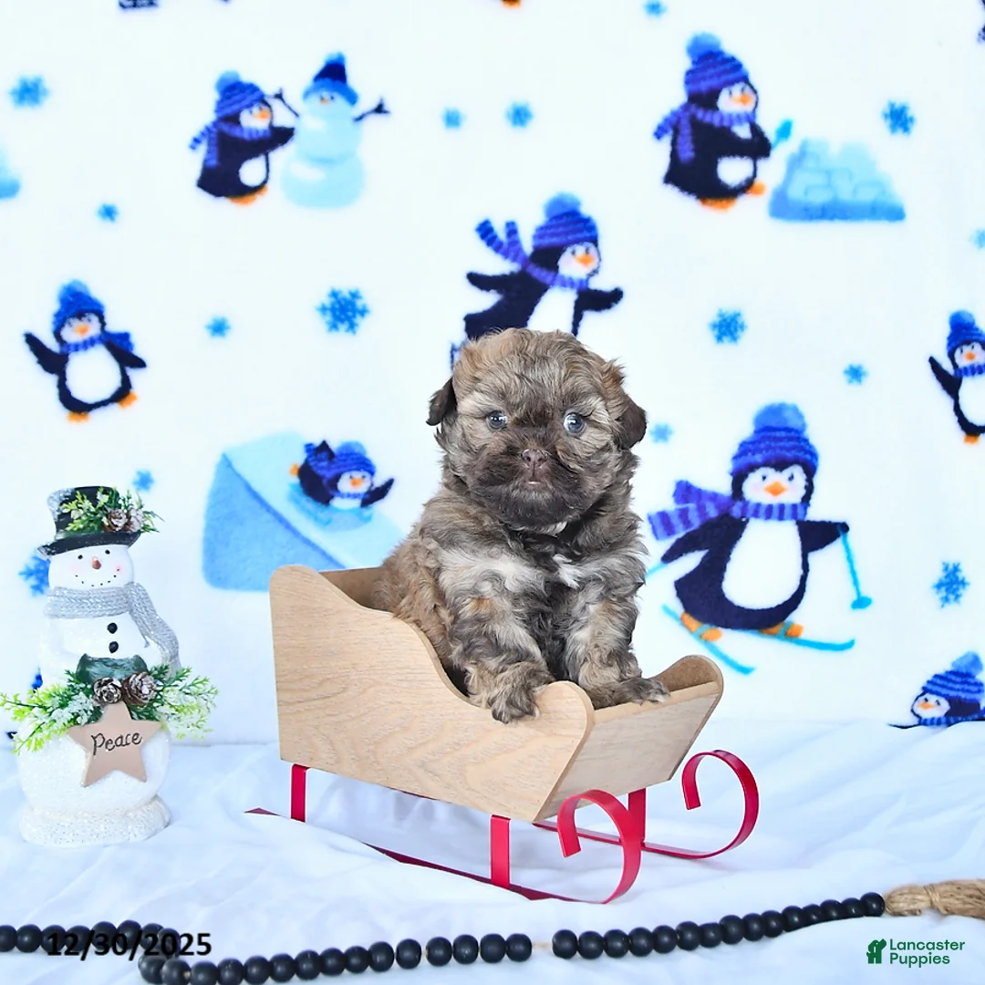 Shihpoo dogs for sale: Hazel - Ad 7