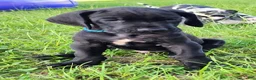 Great Dane dogs for sale: Black Male Blue Collar  - Ad 4