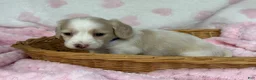 Miniature Dachshund dogs for sale: Blue collar girl  - Ad 5
