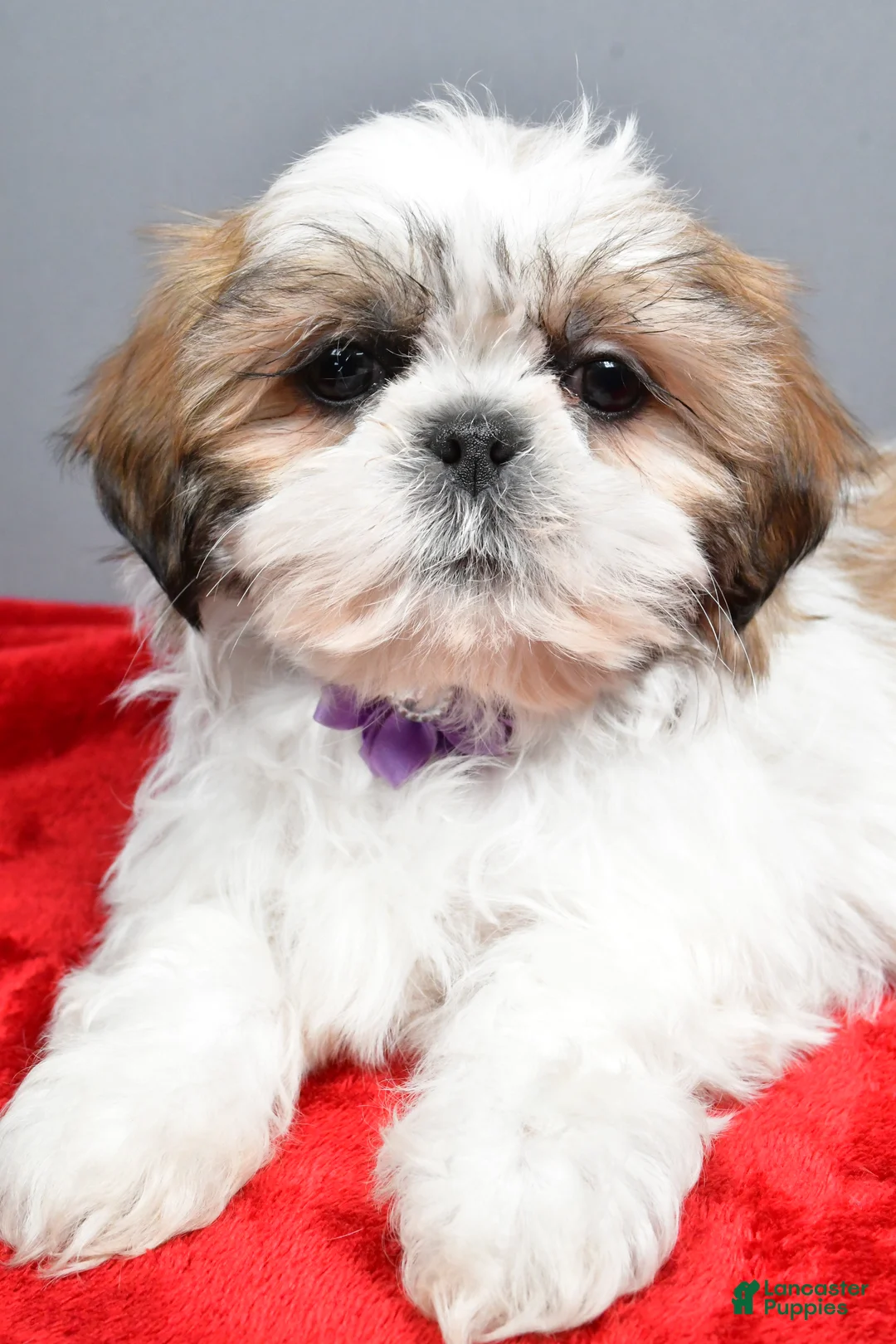 Shih Tzu dogs for sale: Isabella - Ad 5