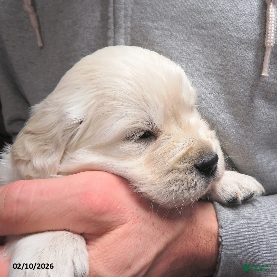 Golden Retriever dogs for sale: Candy - Ad 12