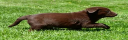 Labrador Retriever dogs for sale: Chase - Ad 6