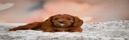 Cavapoo dogs for sale: MAPLE - Ad 5