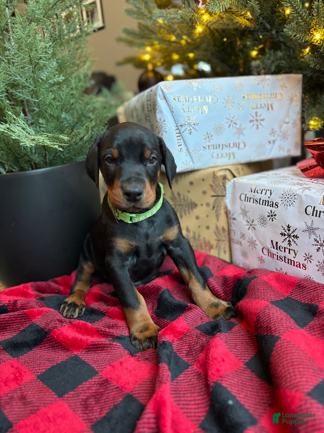 Doberman Pinscher dogs for sale: Doberman Pinscher Puppy 1 - Ad 2
