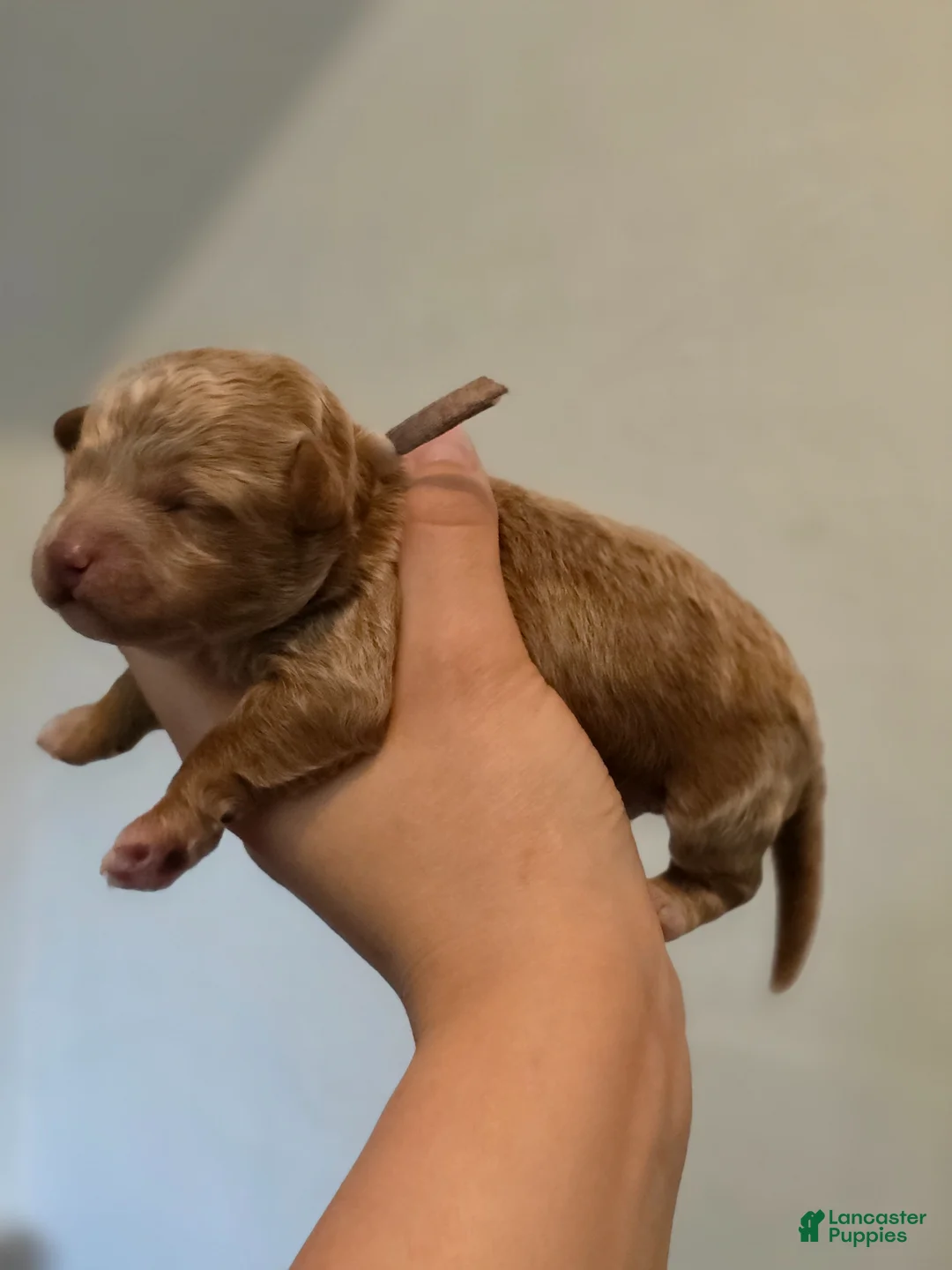 Mini Goldendoodle dogs for sale: Chanel  - Ad 2