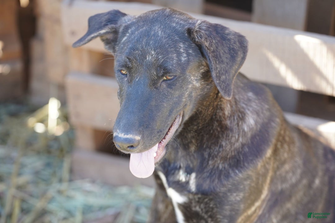 Mixed Breed dogs for sale: Tiger Tiscar Farm Dog - Ad 8