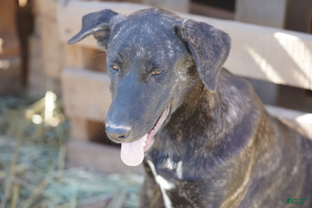 Mixed Breed dogs for sale: Tiger Tiscar Farm Dog - Ad 8