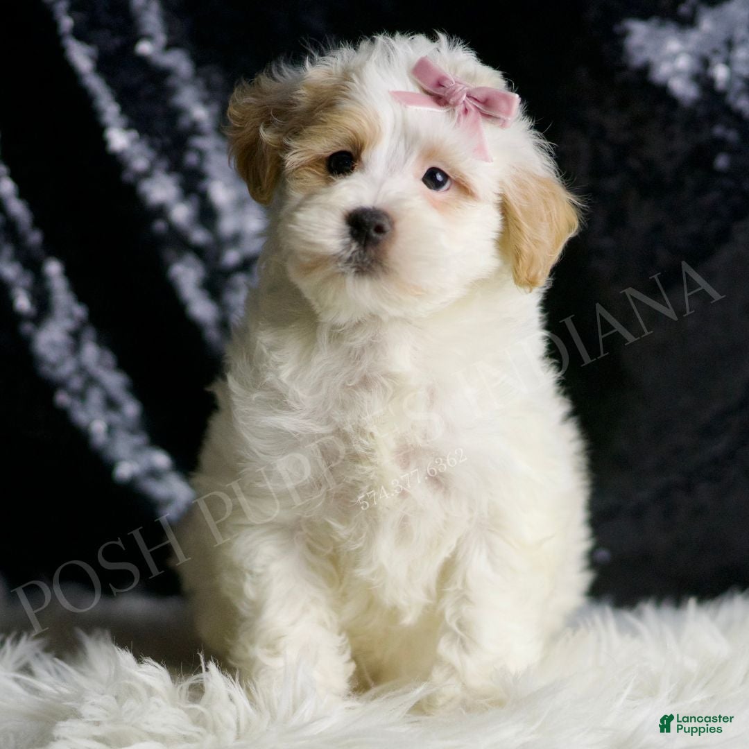 Maltipoo dogs for sale: Pumpkin - Ad 2