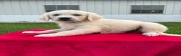 Golden Retriever dogs for sale: Dora - Ad 3