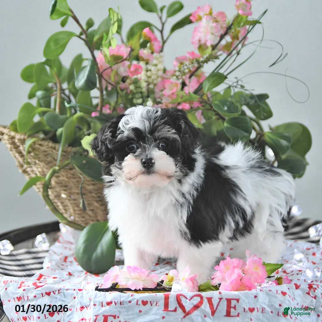 Havapoo dogs for sale: Elf EXTRA SMALL - Ad 4