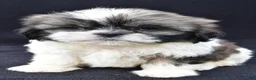 Shih Tzu dogs for sale: Atlas - Ad 5