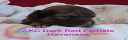 Havanese dogs for sale: Dark Red Female Havanese  - Ad 5