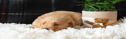 Golden Retriever dogs for sale: Logan - Ad 5