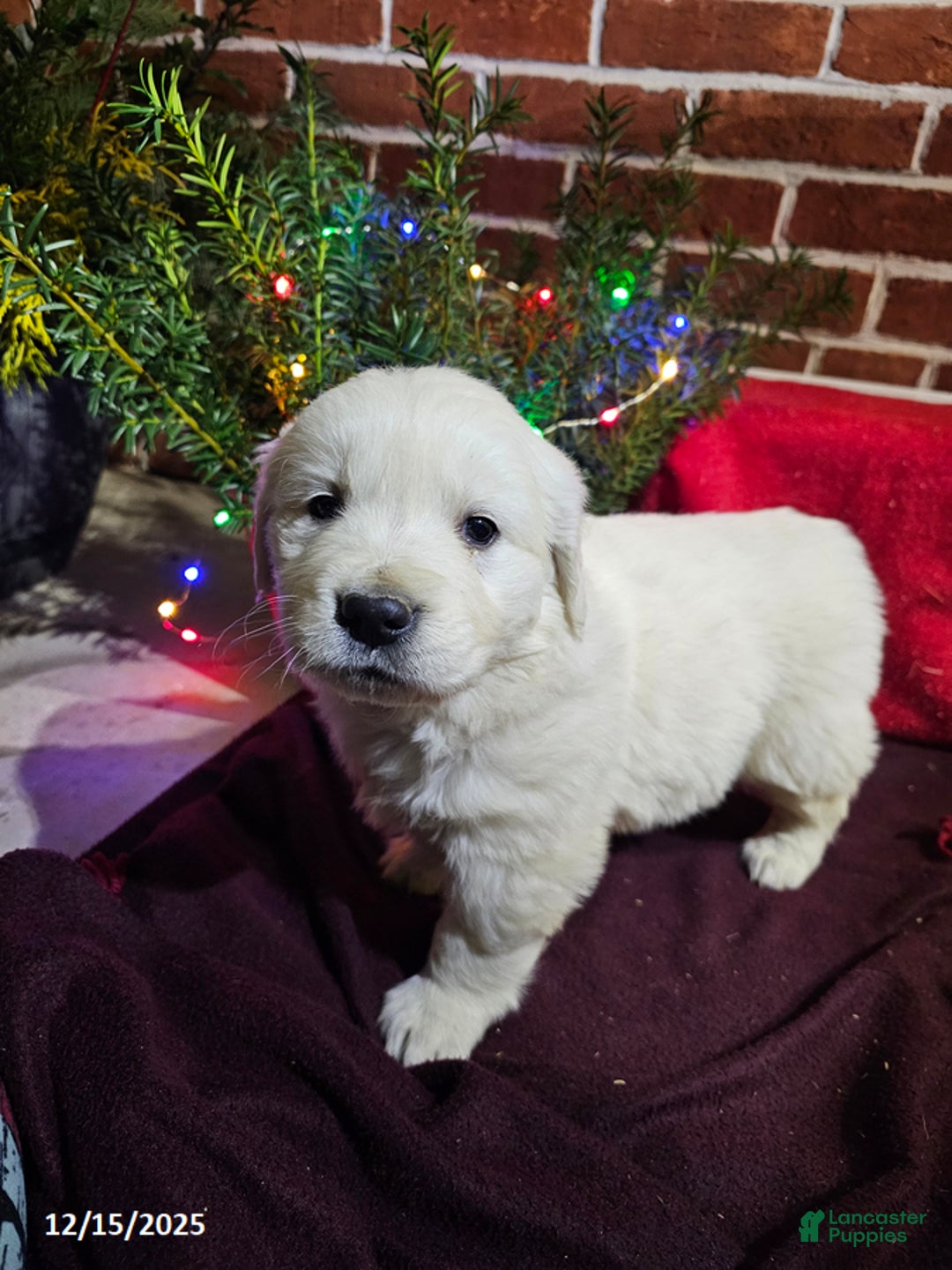 Golden Retriever dogs for sale: Karter - Ad 2