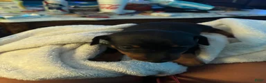 Miniature Pinscher Puppy 1
