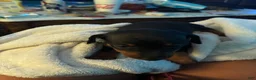 Miniature Pinscher dogs for sale: Miniature Pinscher Puppy 1 - Ad 1