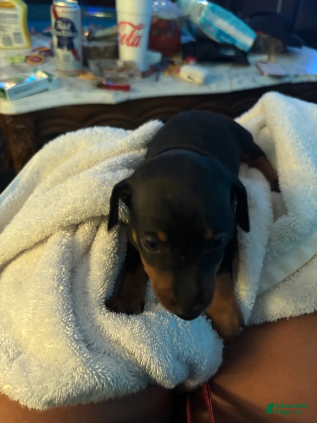 Miniature Pinscher dogs for sale: Miniature Pinscher Puppy 1 - Ad 1
