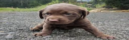Labrador Retriever dogs for sale: Rosie - Ad 2