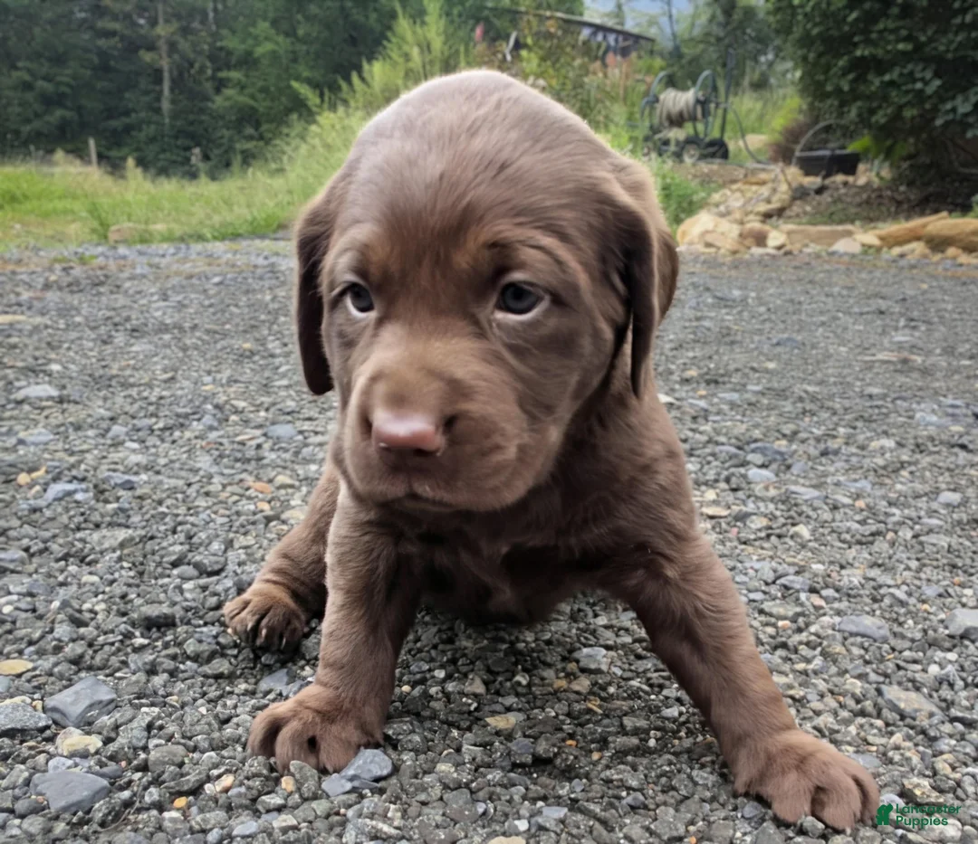 Labrador Retriever dogs for sale: Rosie - Ad 2