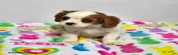 Cavalier King Charles Spaniel dogs for sale: Lilly - Ad 2