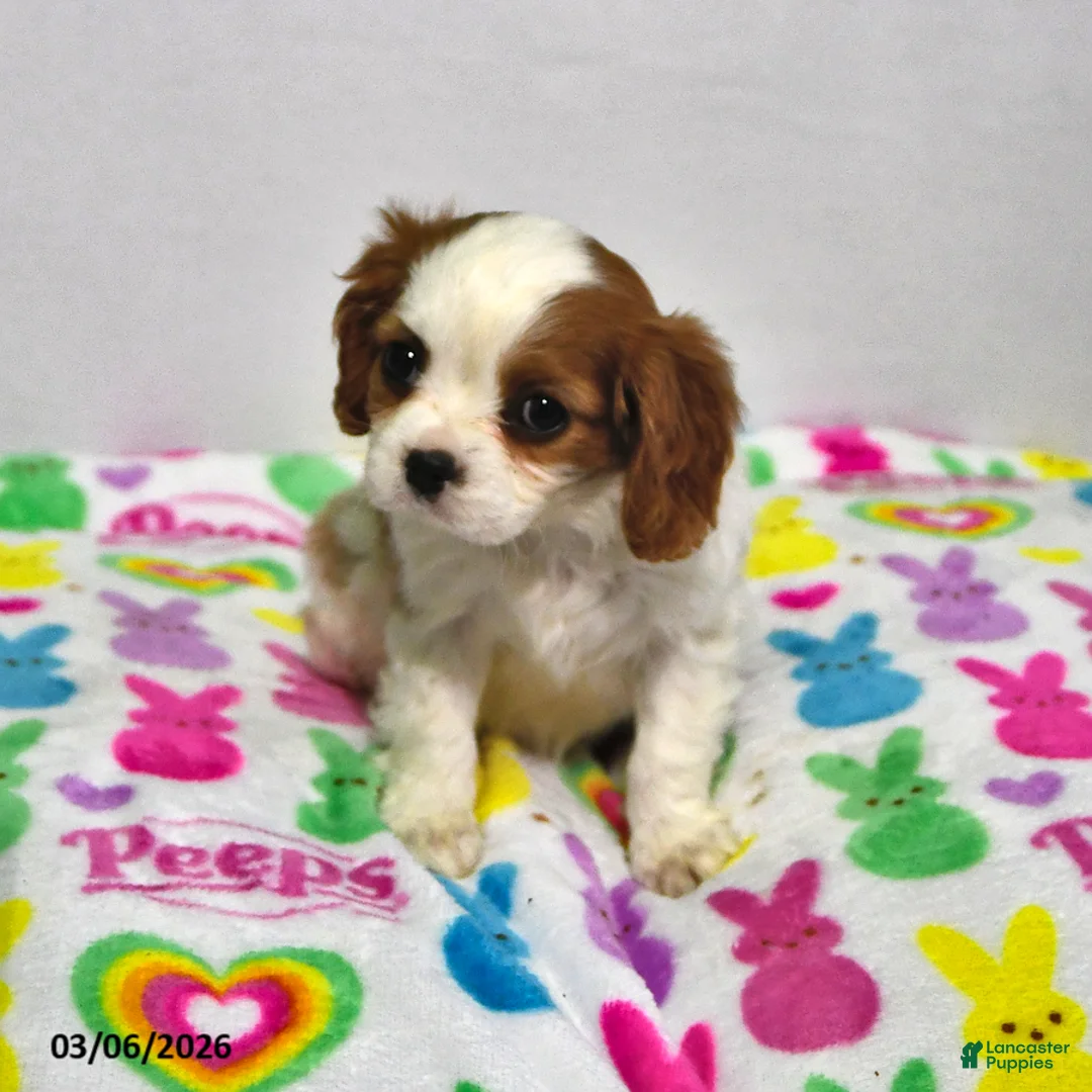 Cavalier King Charles Spaniel dogs for sale: Lilly - Ad 2