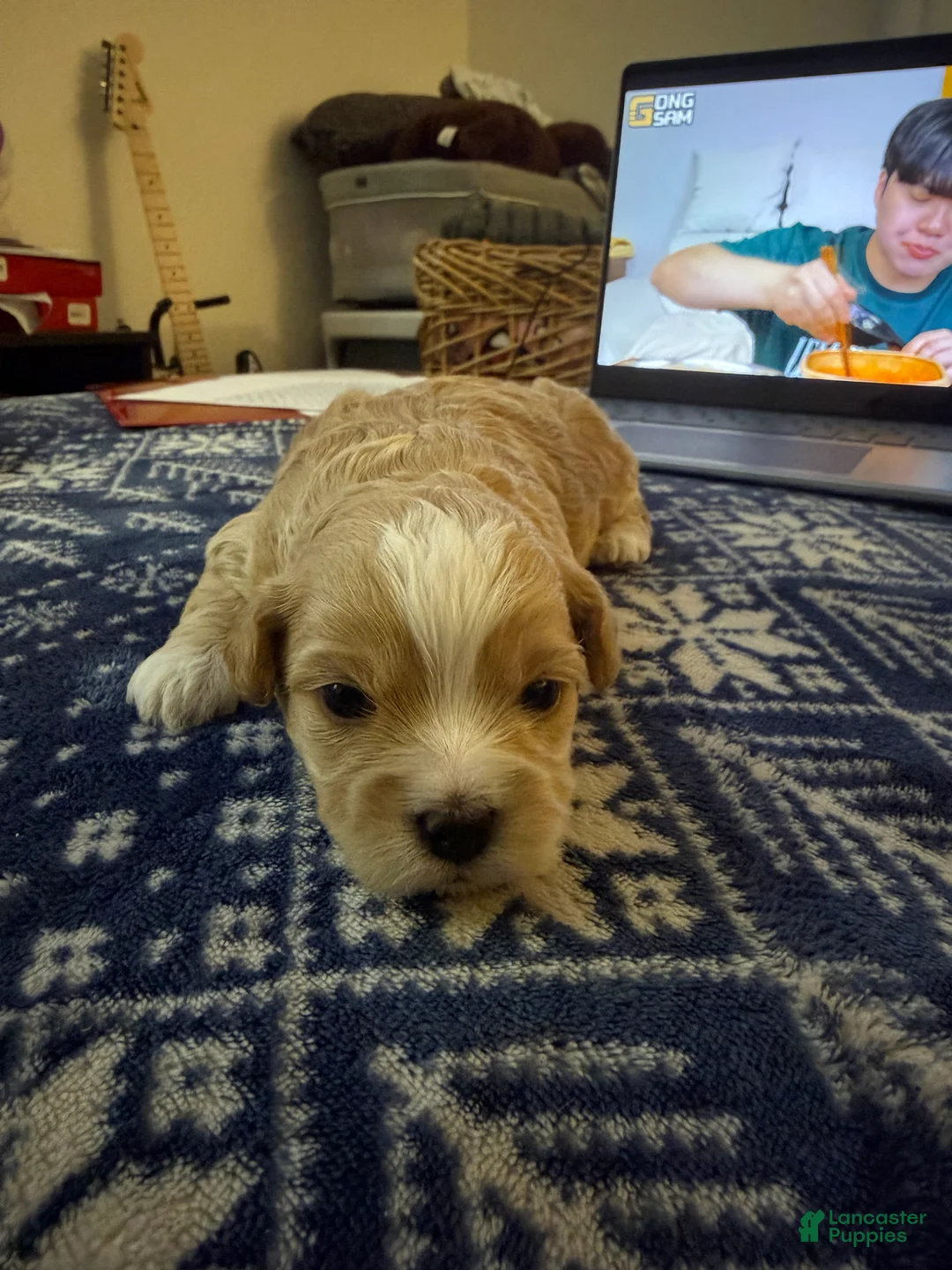 Mixed Breed dogs for sale: Sarah  - Ad 2