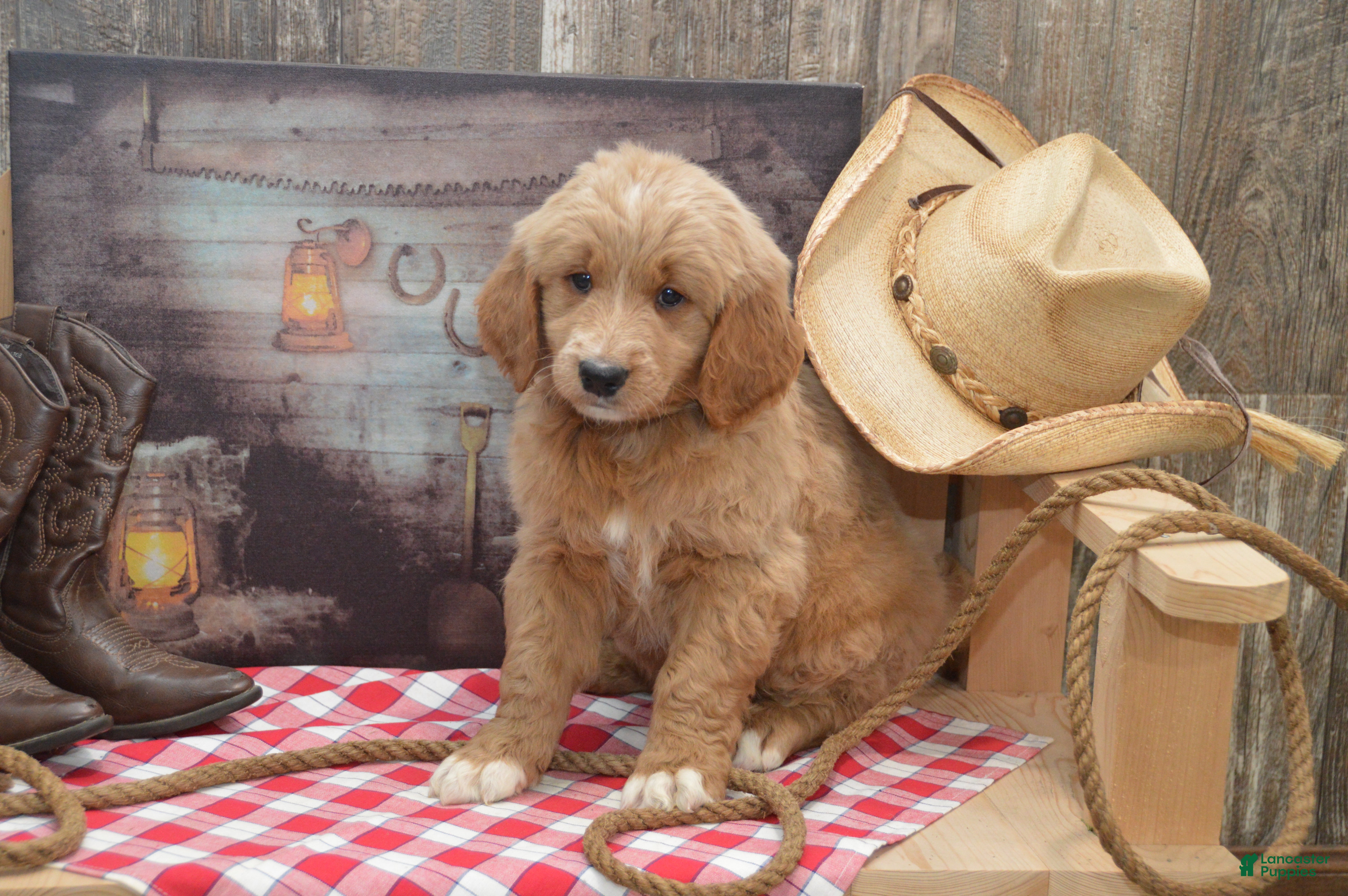 Goldendoodle dogs Reese - Ad 28